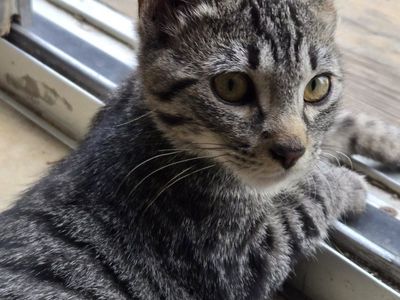 Free Rescued males kittens