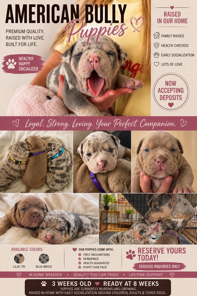 Pocket American Bully Puppies ABKC Lilac & Merle