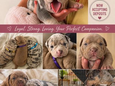 Pocket American Bully Puppies ABKC Lilac & Merle