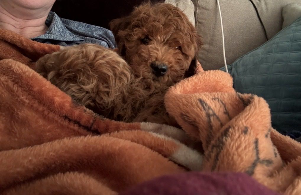 Mini Golden Doodle *QUICK SALE