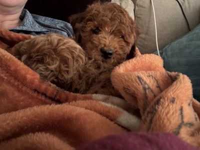 Mini Golden Doodle *QUICK SALE