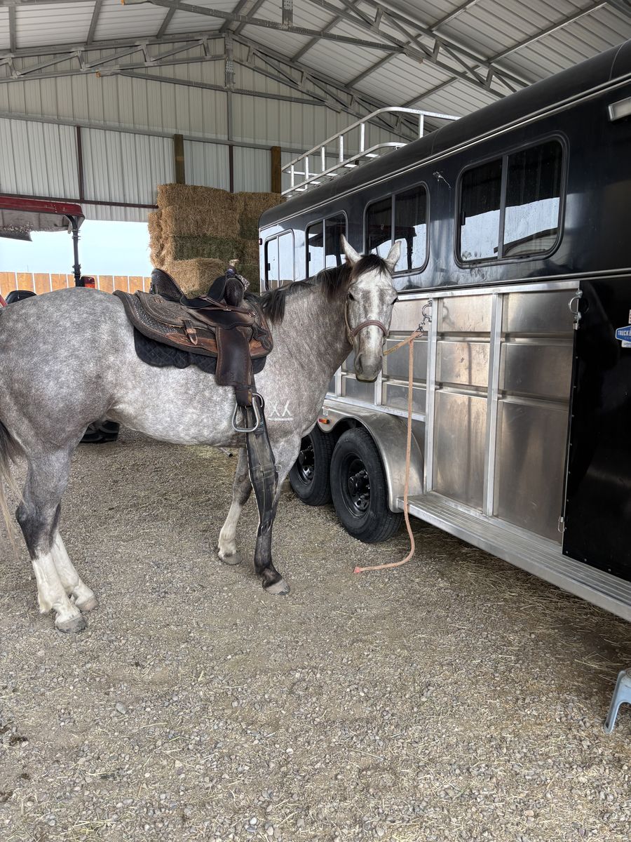 4-Yr Old AQHA Gelding For Sale