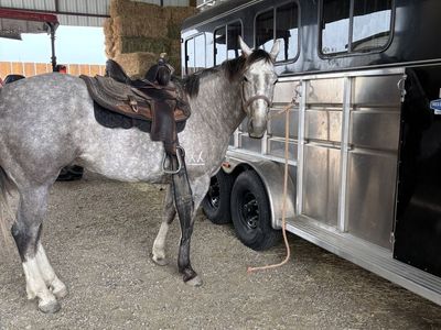 4-Yr Old AQHA Gelding For Sale