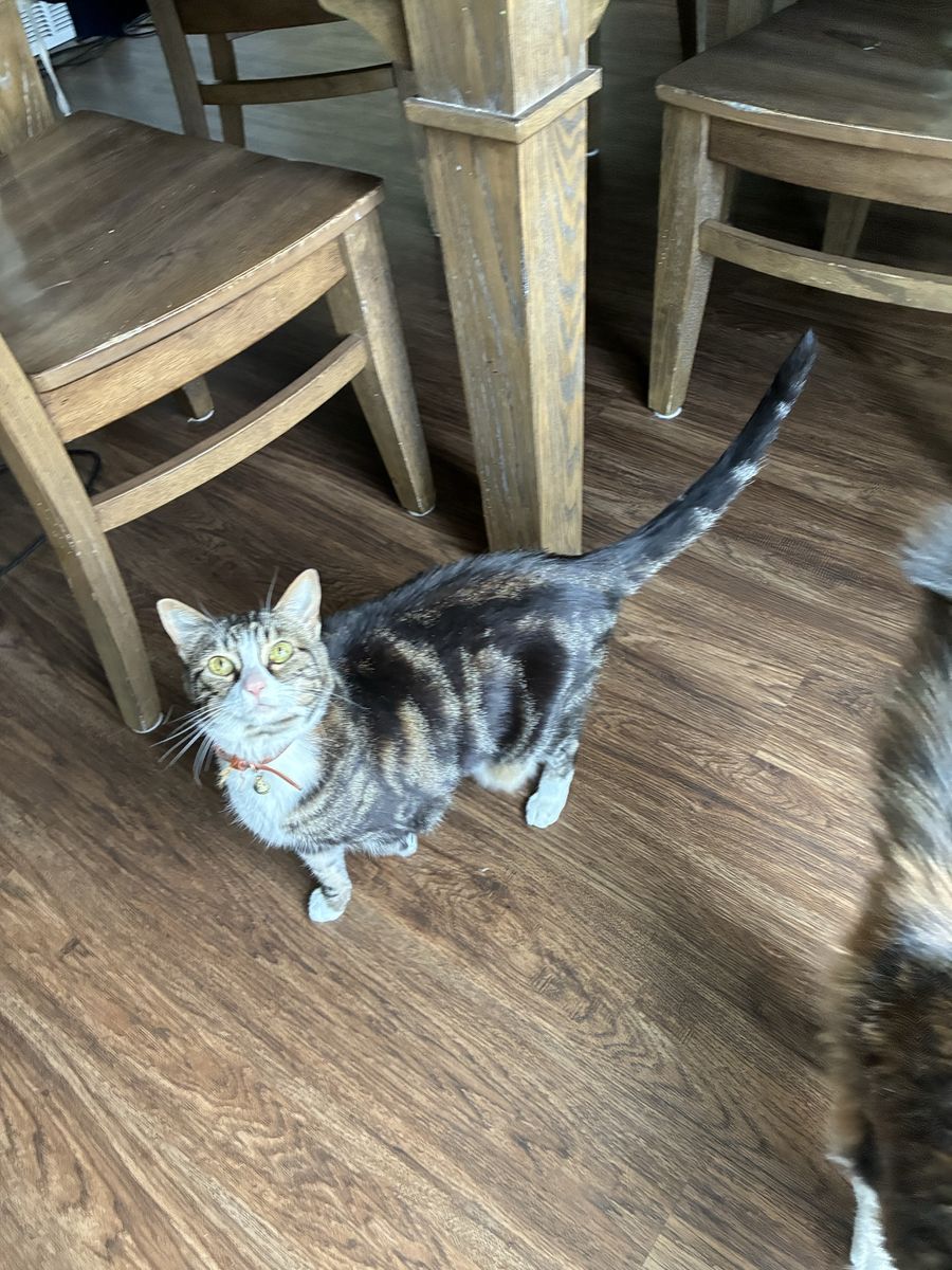 Sweet Adult Female Cat Looking for a Loving New Home
