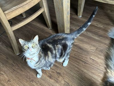 Sweet Adult Female Cat Looking for a Loving New Home