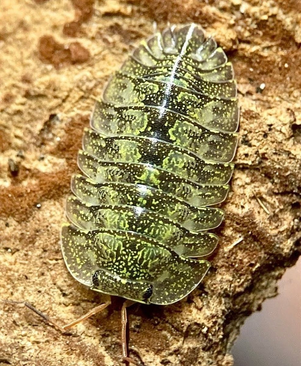 Green Spot Isopods
