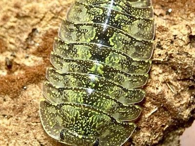 Green Spot Isopods