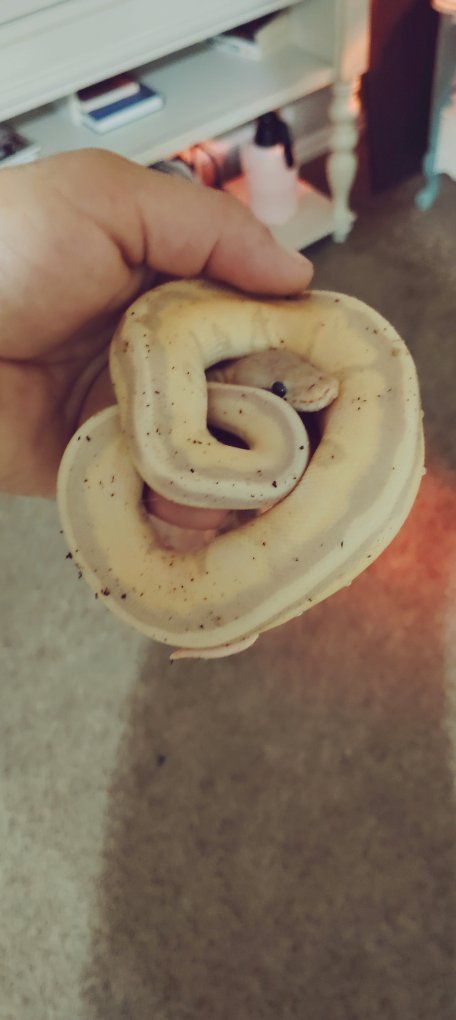 ball python trade