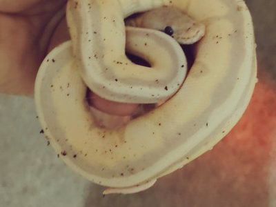 ball python trade