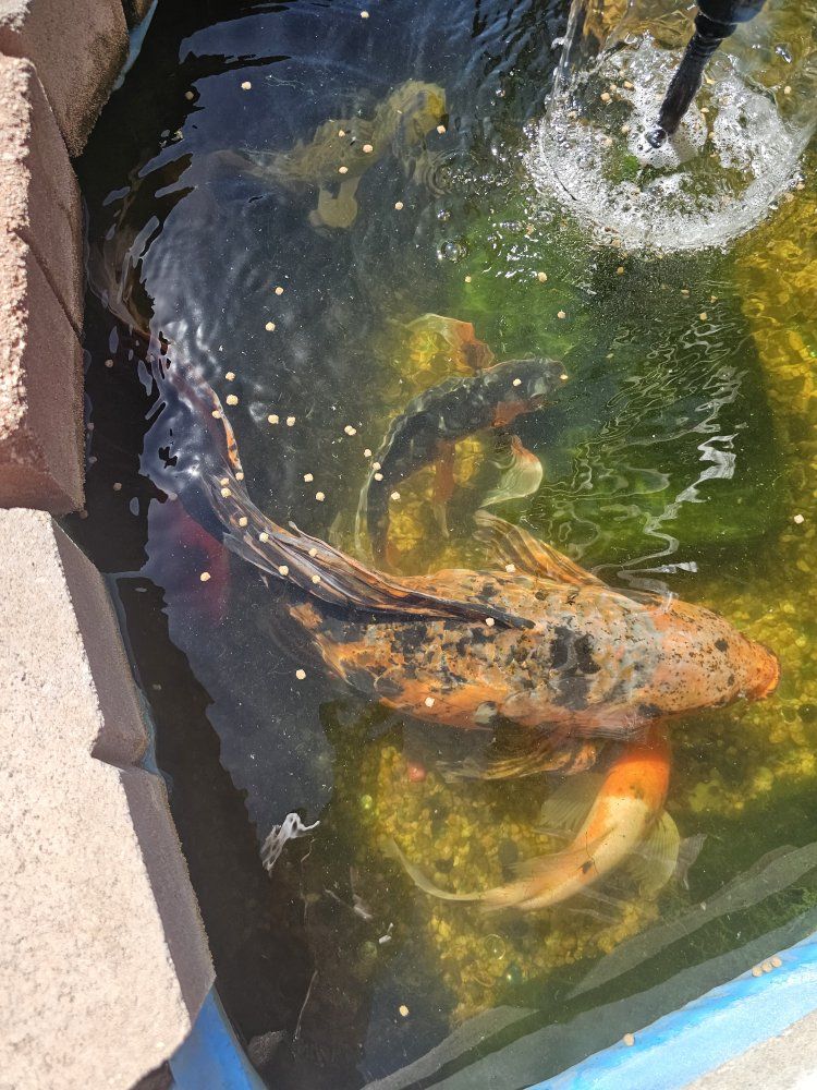 Beautiful Extra Large Butterfly Koi