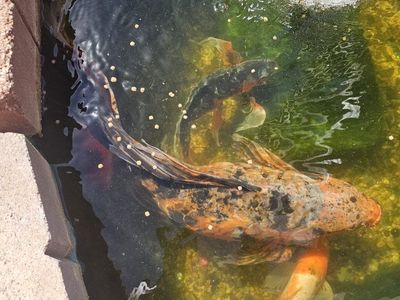 Beautiful Extra Large Butterfly Koi