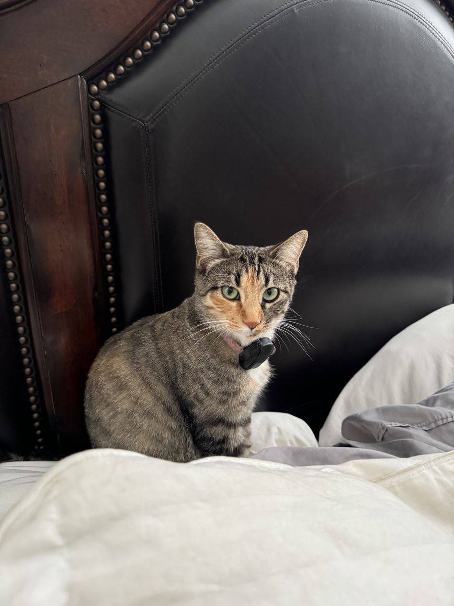 Francis is Looking for Her Forever Home ️