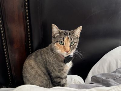 Francis is Looking for Her Forever Home ️