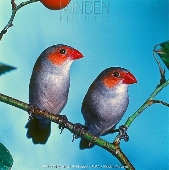 Tiny Orange-Cheeked Waxbills - Melodious and Active Finches (3 unrelated pairs)