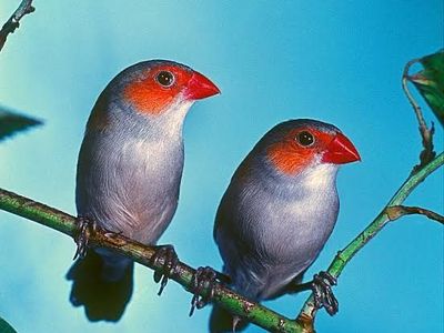 Tiny Orange-Cheeked Waxbills - Melodious and Active Finches (3 unrelated pairs)