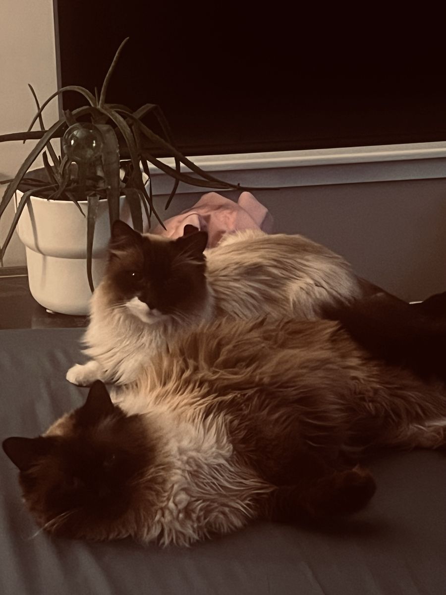 Brother and sister