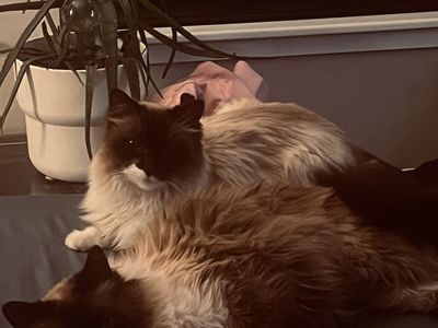 Brother and sister