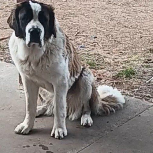 loving male saint bernard