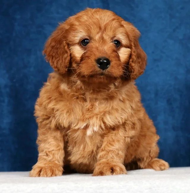 Girl Skye - Mini Goldendoodle $1800
