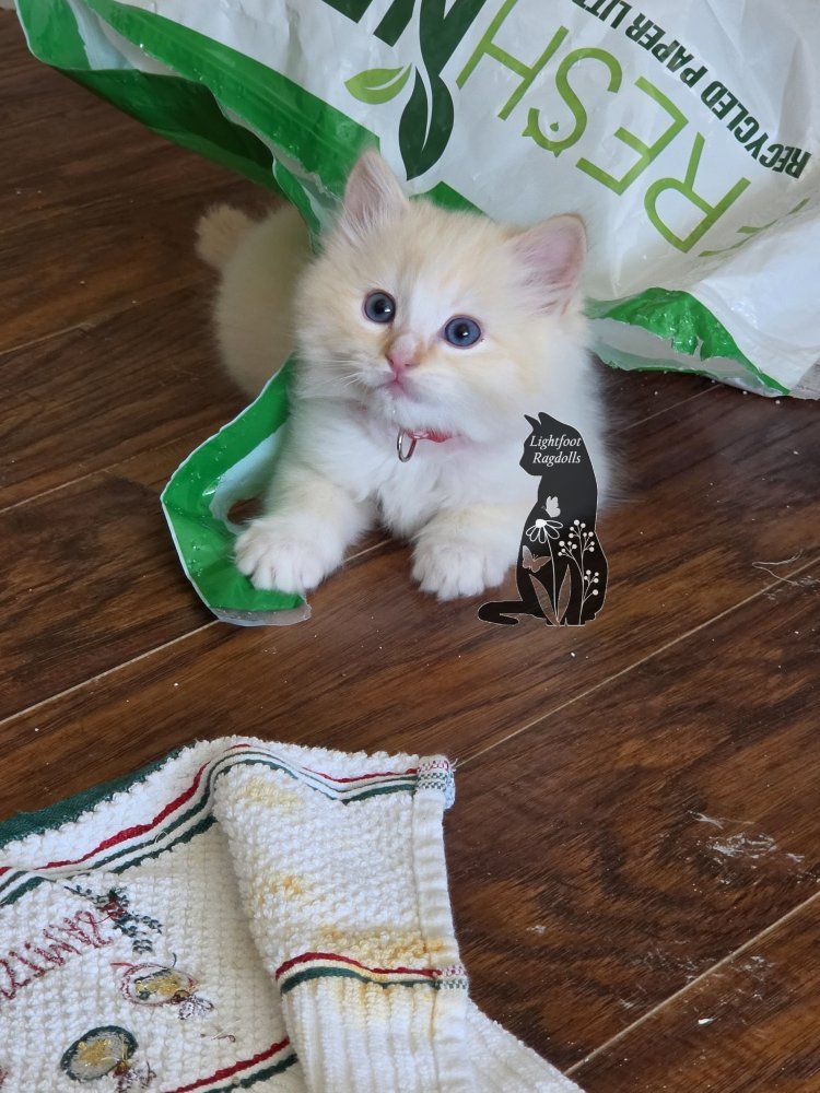 TICA red ragdoll mink (cherubim) kittens