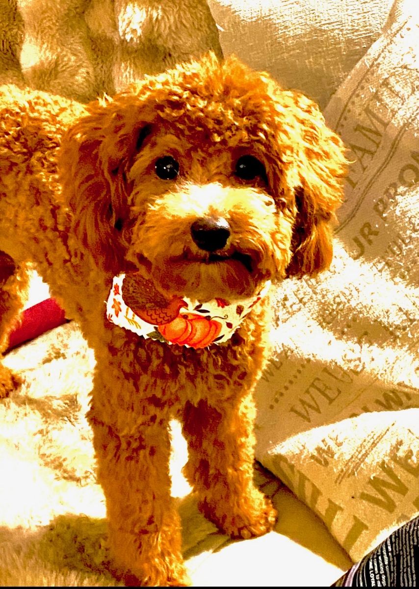 Toy Poodle Stud Service