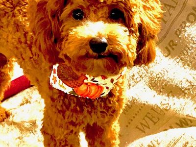 Toy Poodle Stud Service