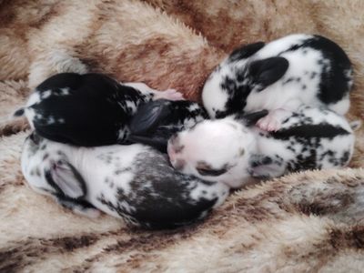Black and white spotted baby bunnies