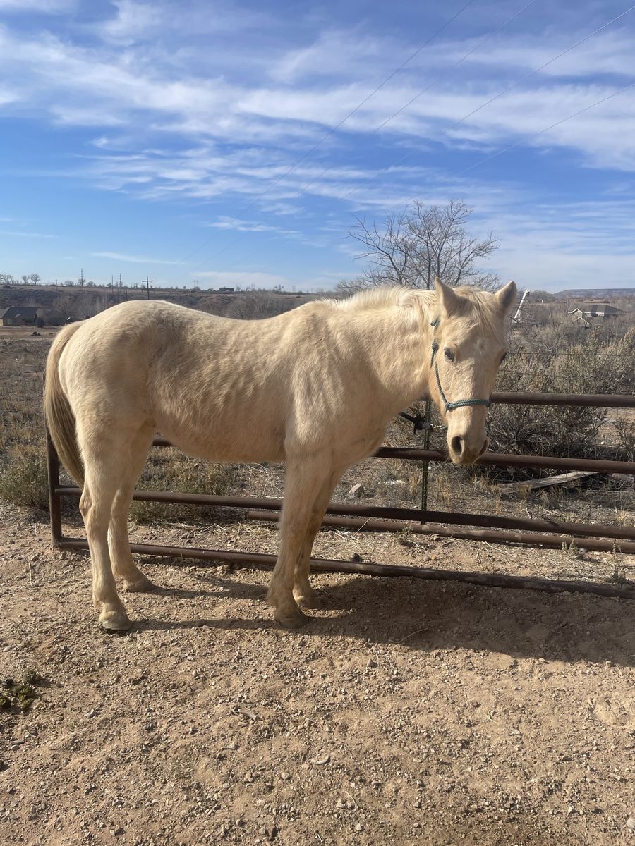 Registered quarter horse geilding