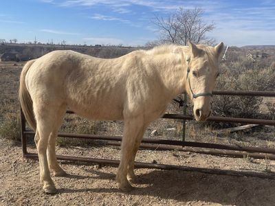 Registered quarter horse geilding