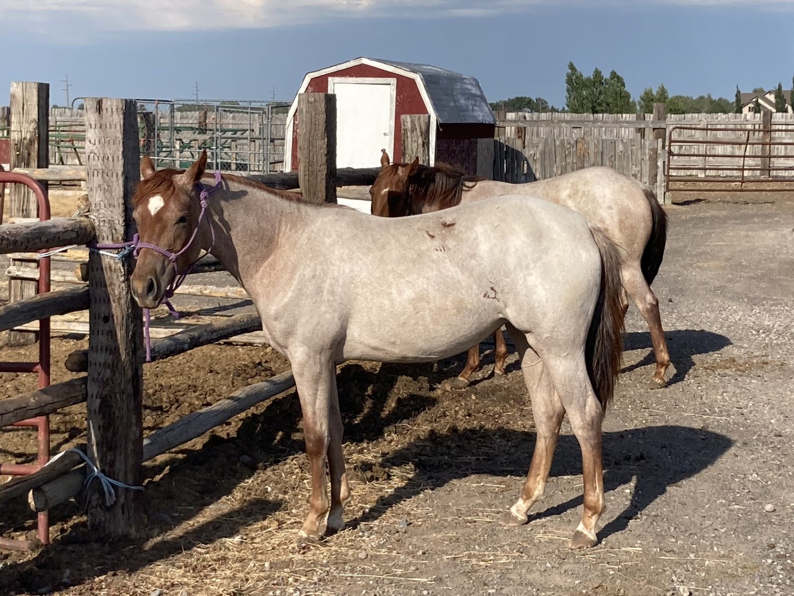 Yearling Red Roan Filly Metallic Cat/Peptoboonsmal breeding