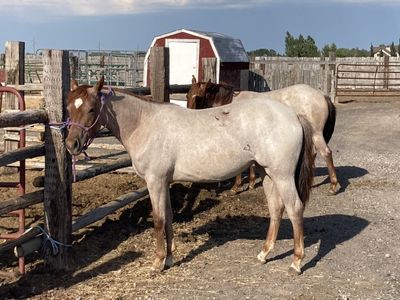 Yearling Red Roan Filly Metallic Cat/Peptoboonsmal breeding