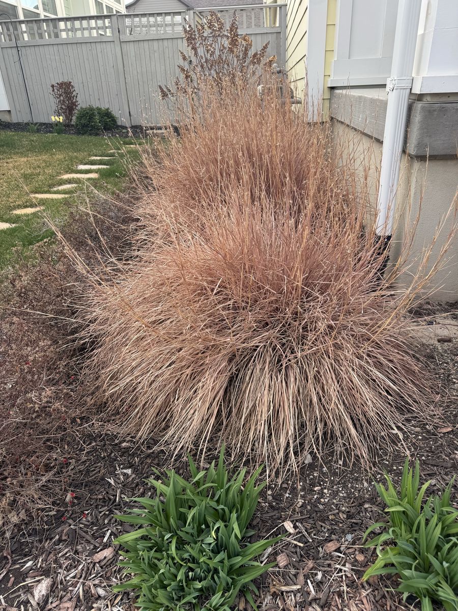 Ornamental grass FREE