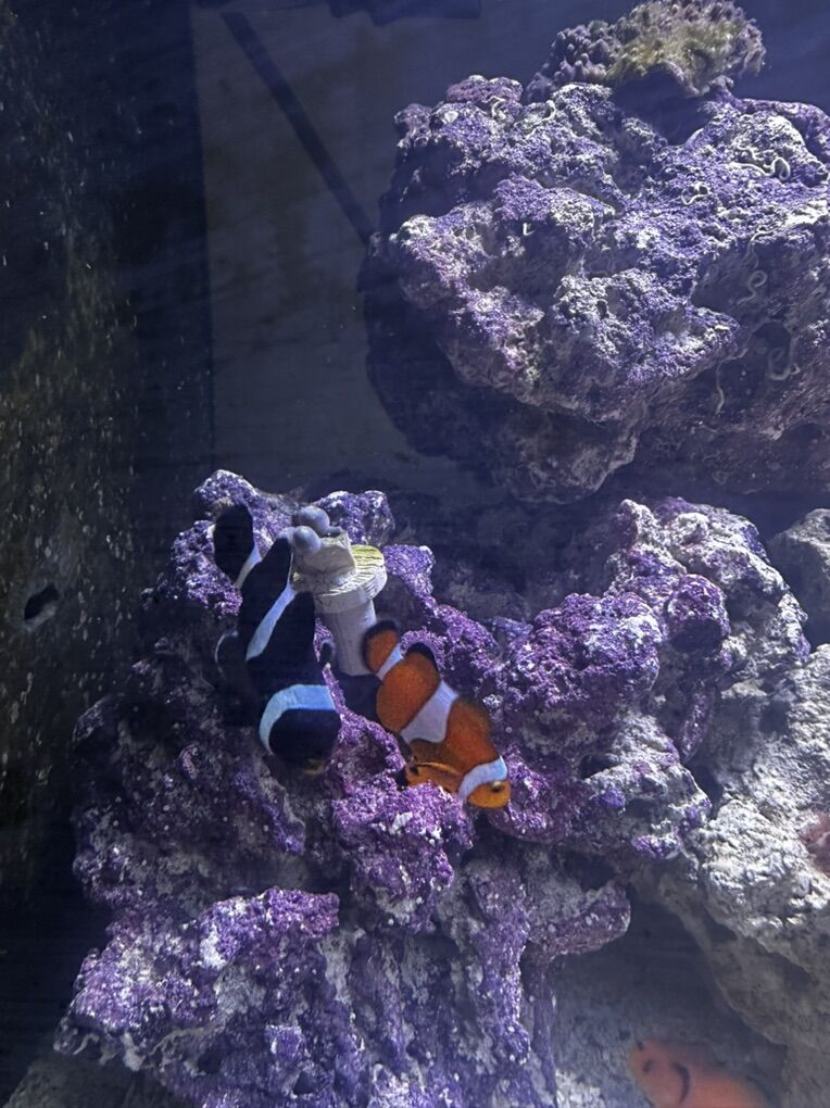 Clownfish PAIR!
