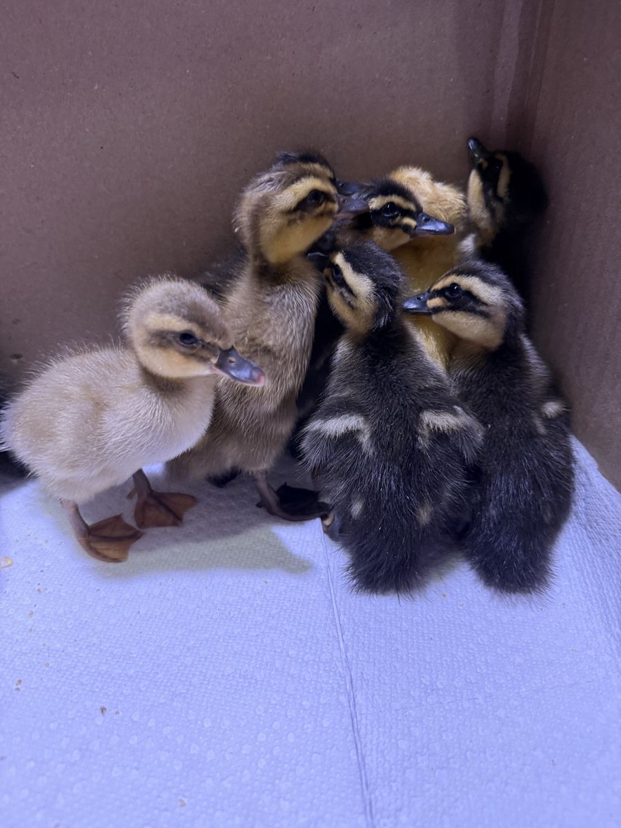 Ducklings