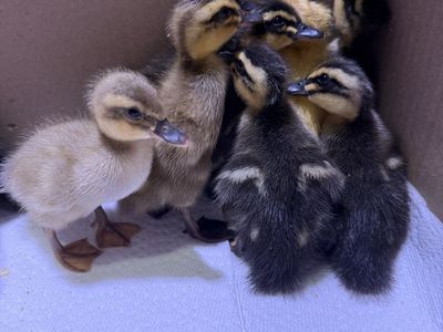 Ducklings