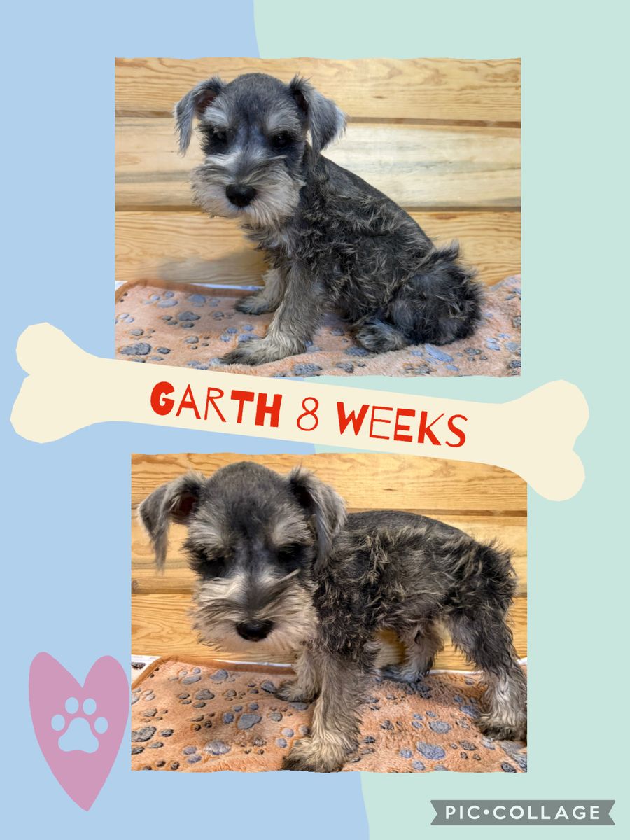 AKC Mini Schnauzer pups