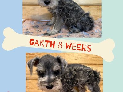 AKC Mini Schnauzer pups