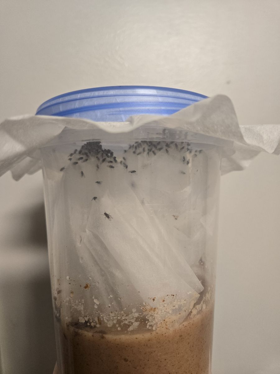 D. melanogaster Flightless Fruit Fly Cultures – Fresh & Productive