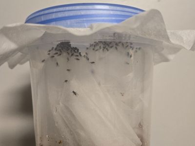 D. melanogaster Flightless Fruit Fly Cultures – Fresh & Productive