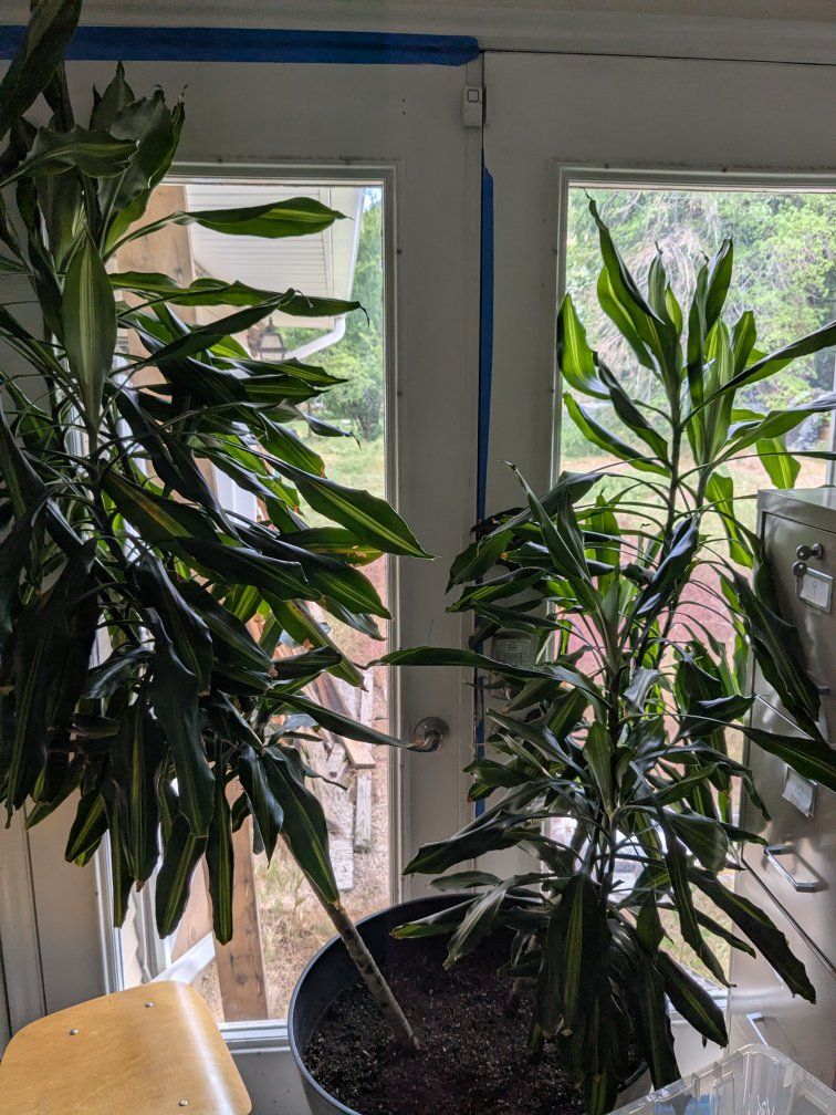 Dracaena plant