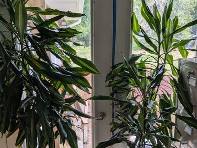 Dracaena plant