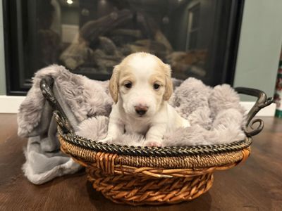 AKC Mini Longhair Dachshund Puppies Female