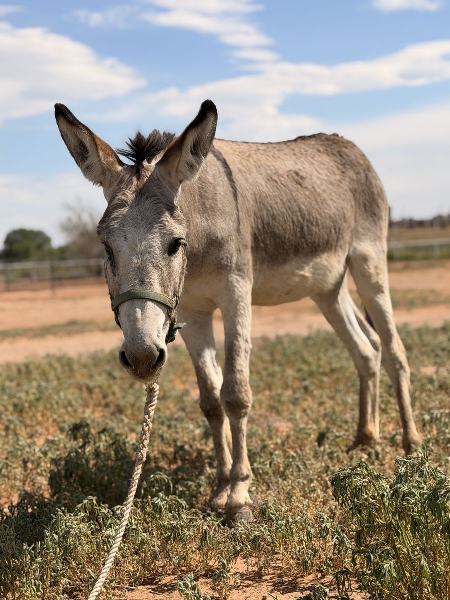Small donkey