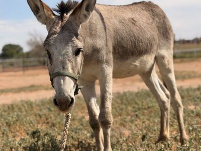 Small donkey