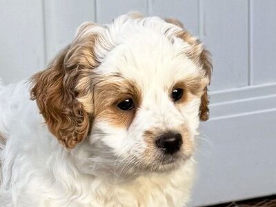 4th Gen Mini GOLDENDOODLE Puppy Golden Retriever Poodle Multi-Gen F2B F1B White Parti