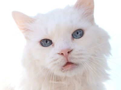 Hello my name is Mornay