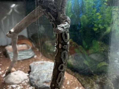 Ball Python that needs good care