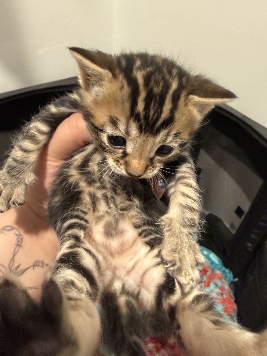 Bengal Kittens