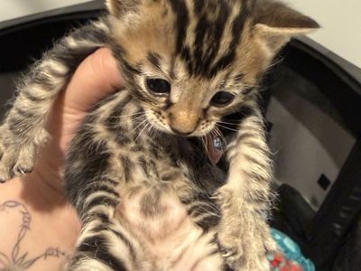 Bengal Kittens