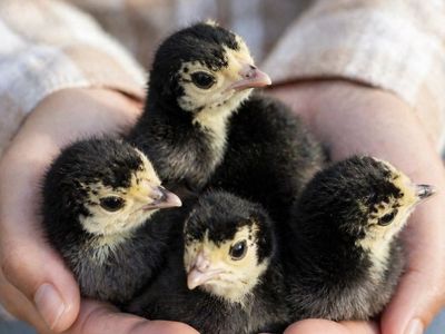 Heritage turkey chicks - near Brigham city